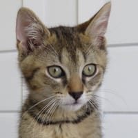 BORIS, chat à adopter
