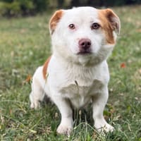 Erable CAA15524, chien à adopter
