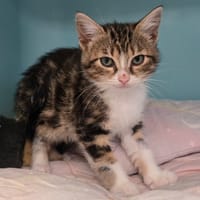 AVANE, chatte à adopter