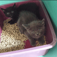 Azrael, chat à adopter
