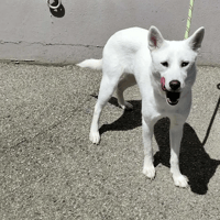 Elsa, chienne à adopter