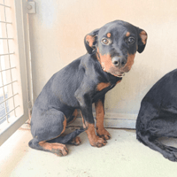 APHRODITE, chienne à adopter