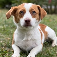 Iris CAA15526, chienne à adopter