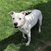 Tyler, chien à adopter