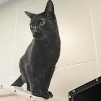 IDEAL QCT, chat à adopter