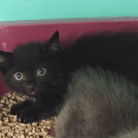 Lucia, chatte à adopter