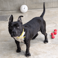 PILOU, chien à adopter