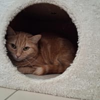 Plume, chatte à adopter