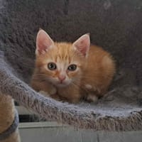 Aky, chat à adopter