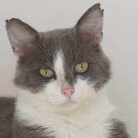 GASTON, chat à adopter