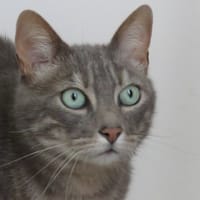 LEON, chat à adopter