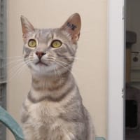 BROUNI, chat à adopter