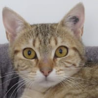 BABOUCHE, chatte à adopter