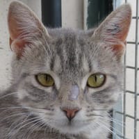 BUSETTE, chatte à adopter