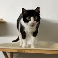 juanita CAB5709, chatte à adopter