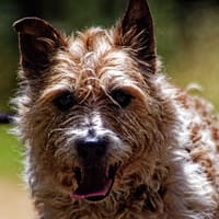 Snoopy, chien à adopter