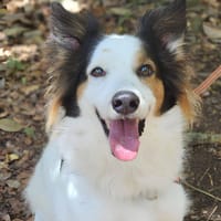 Brother, chien à adopter