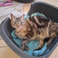 CANDY, chatte à adopter