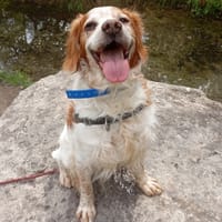 LANZO, chien à adopter