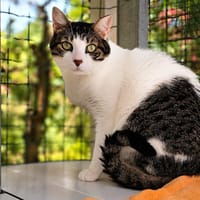Pépite, chat à adopter