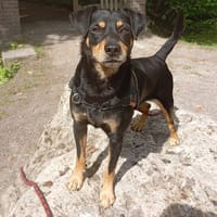 WILL, chien à adopter