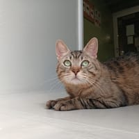 SWEETY, chat à adopter