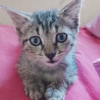 ZOE, chaton femelle type européen, chatte à adopter