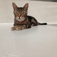 NOISETTE, chatte à adopter