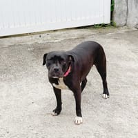 XENA, femelle croisée créole junior, chienne à adopter