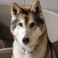 NIKYE, chienne à adopter