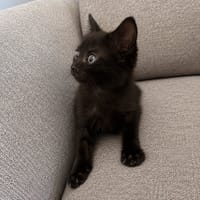 Bud, chat à adopter