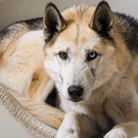 HUGGY, chien à adopter