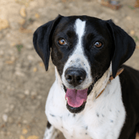 Rita, chienne à adopter