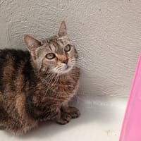 ZAMEE, chatte à adopter