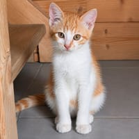 Chester, chat à adopter