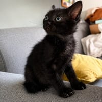 Blur, chat à adopter