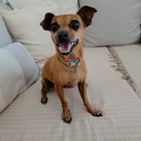 Roxy la coquine, chienne à adopter
