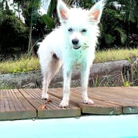 Lili Puce, la boule d'énergie, chienne à adopter