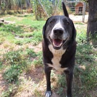 Angel, chien à adopter