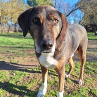 Samu, chien à adopter