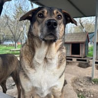 Cassy, chienne à adopter