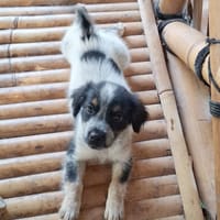 MYLÈNE, chiot femelle Croisée Épagneul Breton, chienne à adopter
