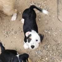 PANDA, chiot femelle Croisée Jack Russel, chienne à adopter