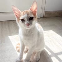 MIEL, chaton créole mâle, chat à adopter