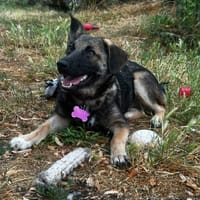 Linaé, chienne à adopter