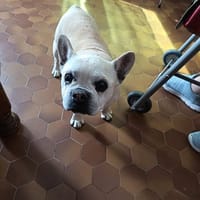 BATAILLE, chien à adopter