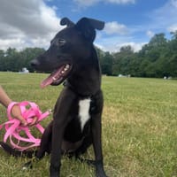 Riana, chienne à adopter