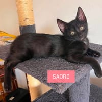 SAORI ADOPTABLE AVEC SON FRÈRE SHIRYU OU SEULE SI VOUS AVEZ DÉJÀ UN CHAT PRÉSENT CHEZ VOUS, chatte à adopter