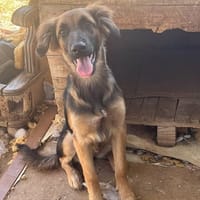 BROOK, chienne à adopter