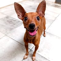 ALFONSITA, chienne à adopter